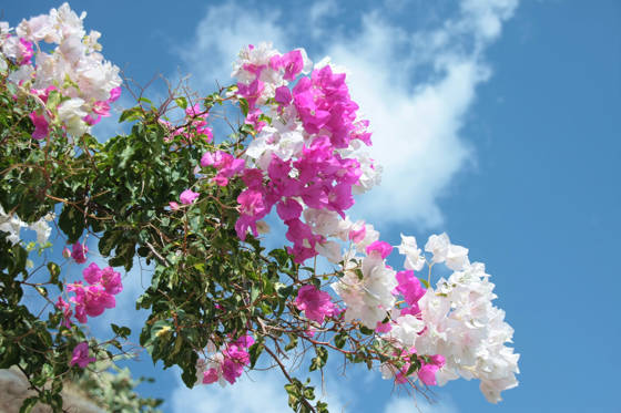 

palazzo-greco-boutique-hotel-Flower-2.jpg